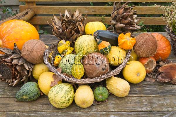 539003 - Decorative squashes (Cucurbita), artichokes (Cynara cardunculus syn. Cynara scolymus) and coconut trees (Cocos nucifera)