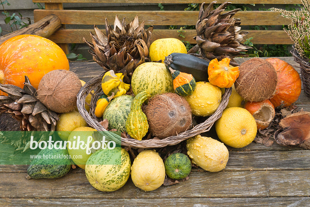 539003 - Decorative squashes (Cucurbita), artichokes (Cynara cardunculus syn. Cynara scolymus) and coconut trees (Cocos nucifera)