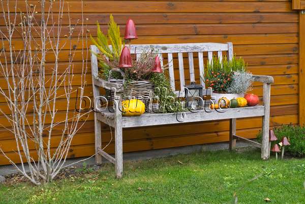 607255 - Decorative squashes (Cucurbita) and common heather (Calluna) on a garden bench