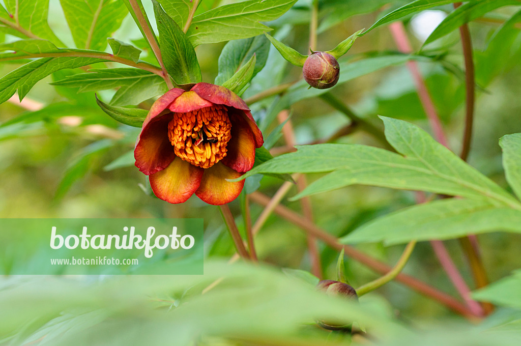 484272 - Delavay's tree peony (Paeonia delavayi)