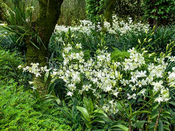 454144 - Dendrobium White Fairy