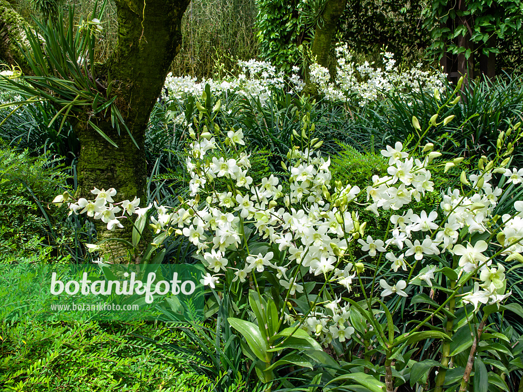 454144 - Dendrobium White Fairy