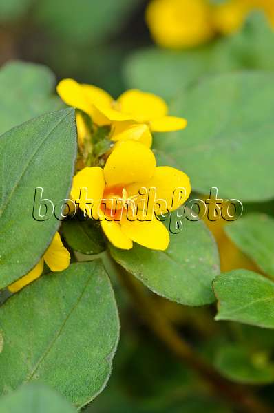 522083 - Dense-flowered loosestrife (Lysimachia congestiflora)