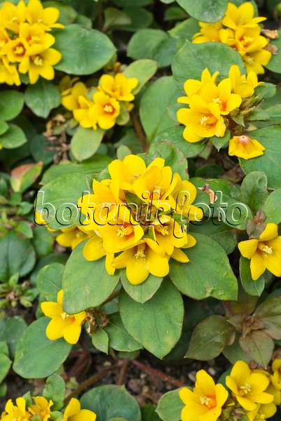 559126 - Dense-flowered loosestrife (Lysimachia congestiflora)