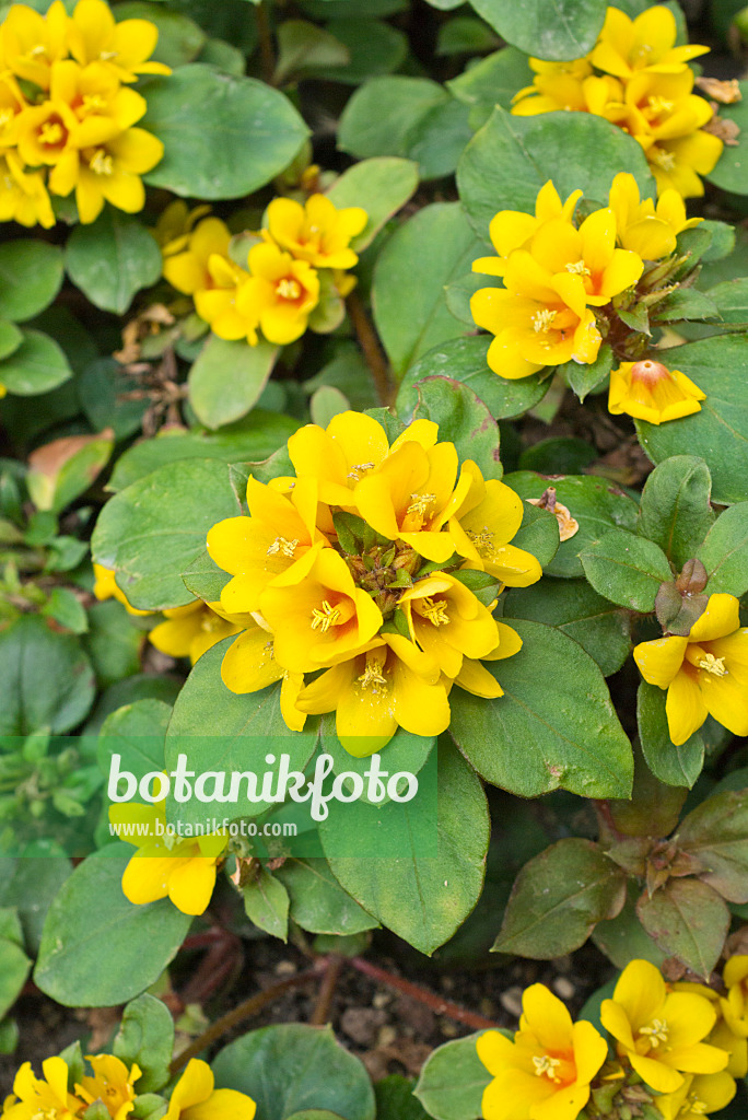 559126 - Dense-flowered loosestrife (Lysimachia congestiflora)