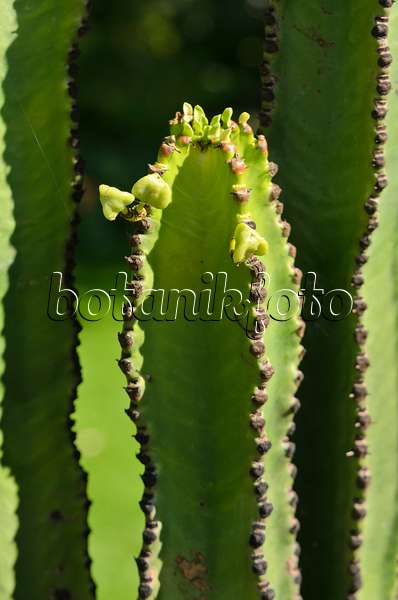 572086 - Desert candle (Euphorbia abyssinica)