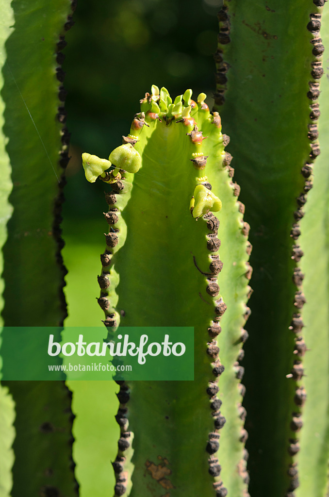 572086 - Desert candle (Euphorbia abyssinica)