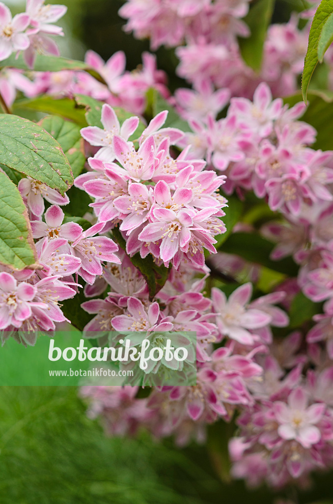 533605 - Deutzia Strawberry Fields