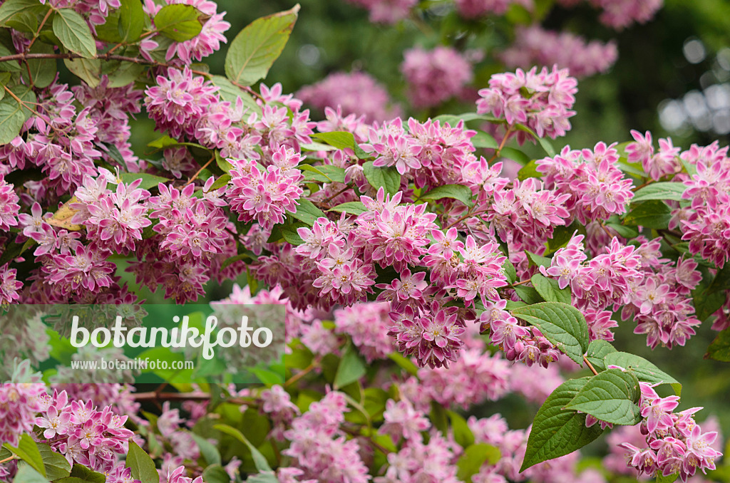 533606 - Deutzia Strawberry Fields