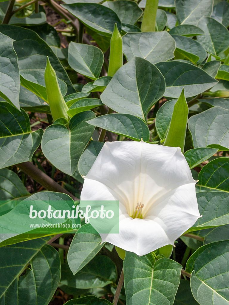 404080 - Devil's trumpet (Datura metel)