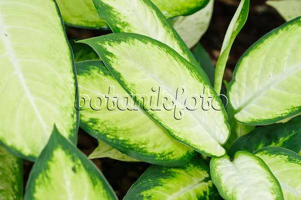 478097 - Dieffenbachia maculata 'Kamilla'
