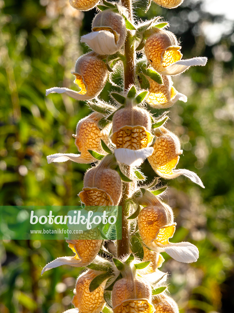 438256 - Digitale (Digitalis lamarckii)