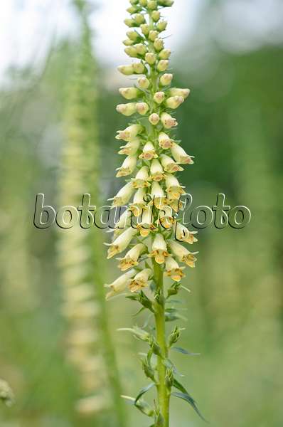 546041 - Digitale jaune (Digitalis lutea subsp. australis)