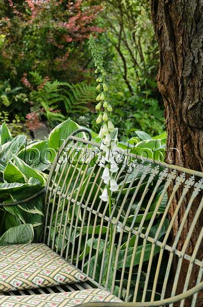 521078 - Digitale pourpre (Digitalis purpurea 'Alba') avec un banc de jardin