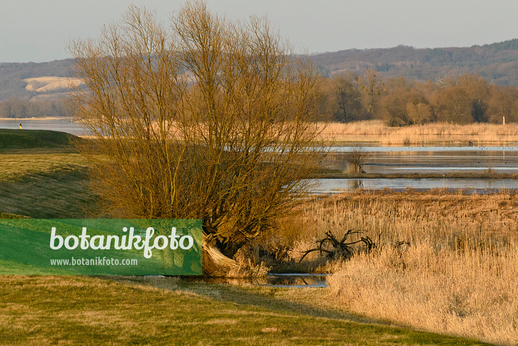 554059 - Dike at Oder River, Lower Oder Valley National Park, Germany