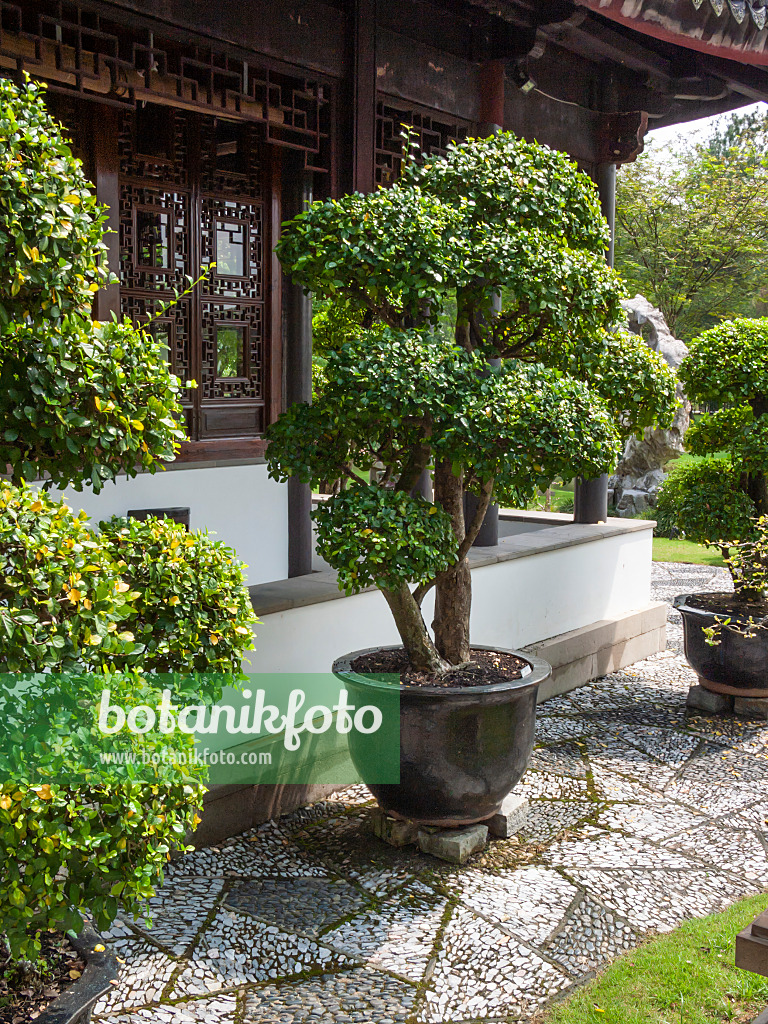 411209 - Diospyros, Bonsai Garden, Singapore