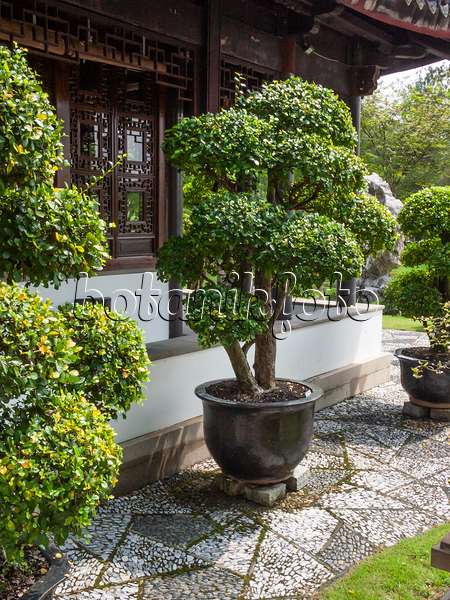 411209 - Diospyros, jardin de bonsaï, Singapour