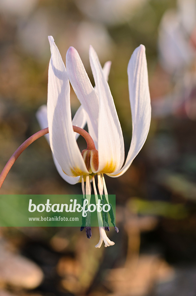 494077 - Dog's tooth violet (Erythronium dens-canis)