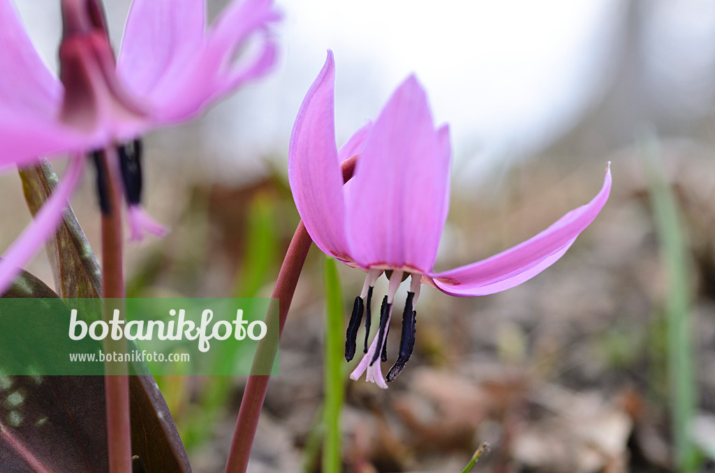 494095 - Dog's tooth violet (Erythronium dens-canis)