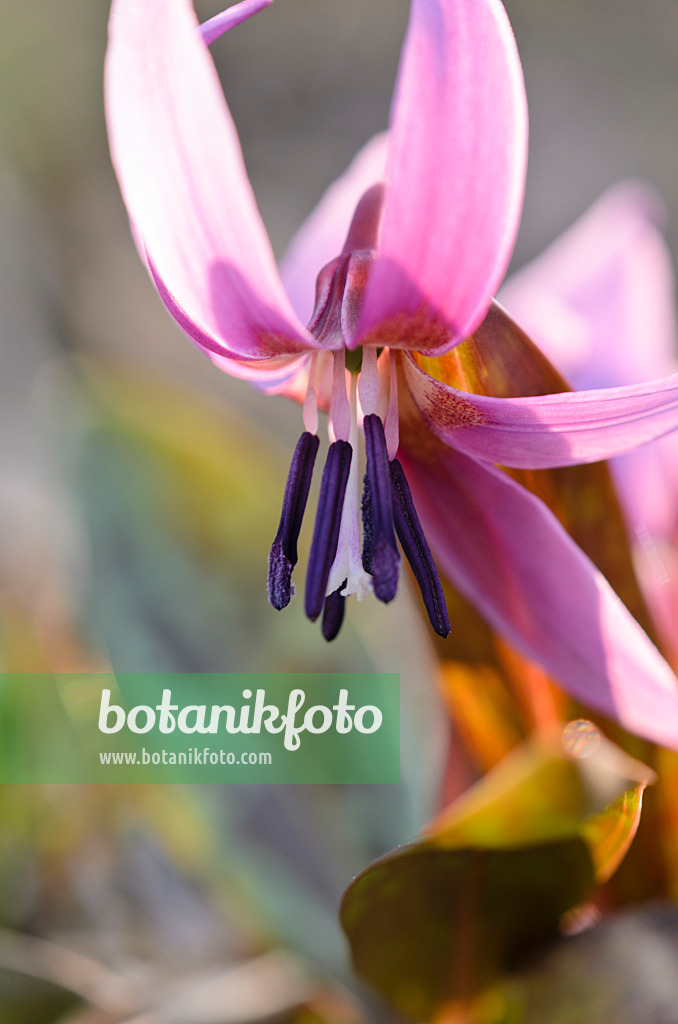 519010 - Dog's tooth violet (Erythronium dens-canis)