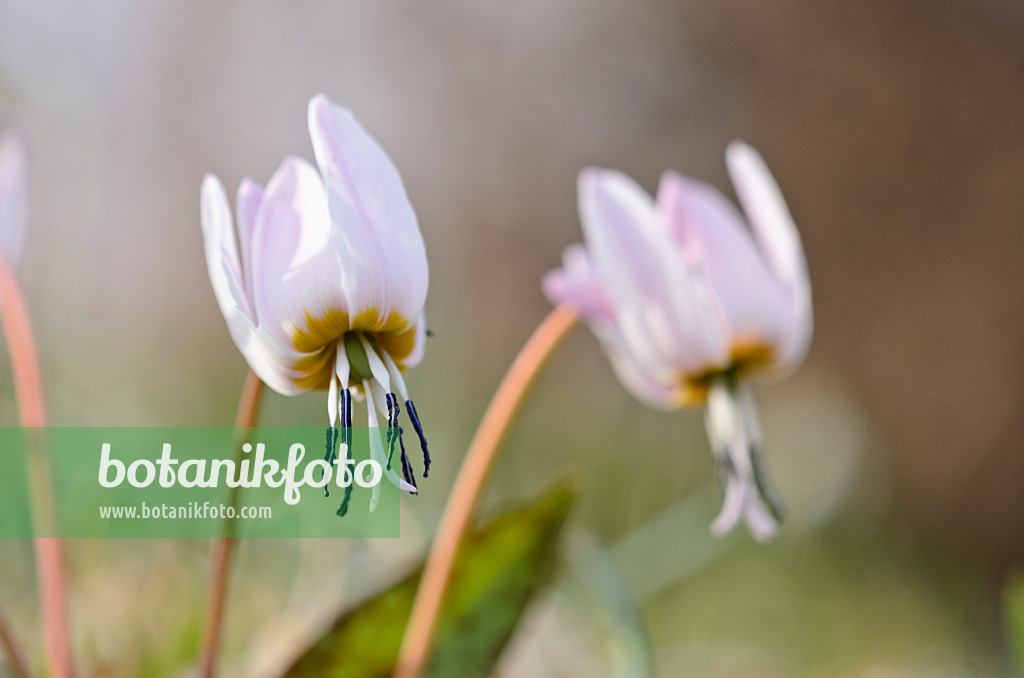 519017 - Dog's tooth violet (Erythronium dens-canis)