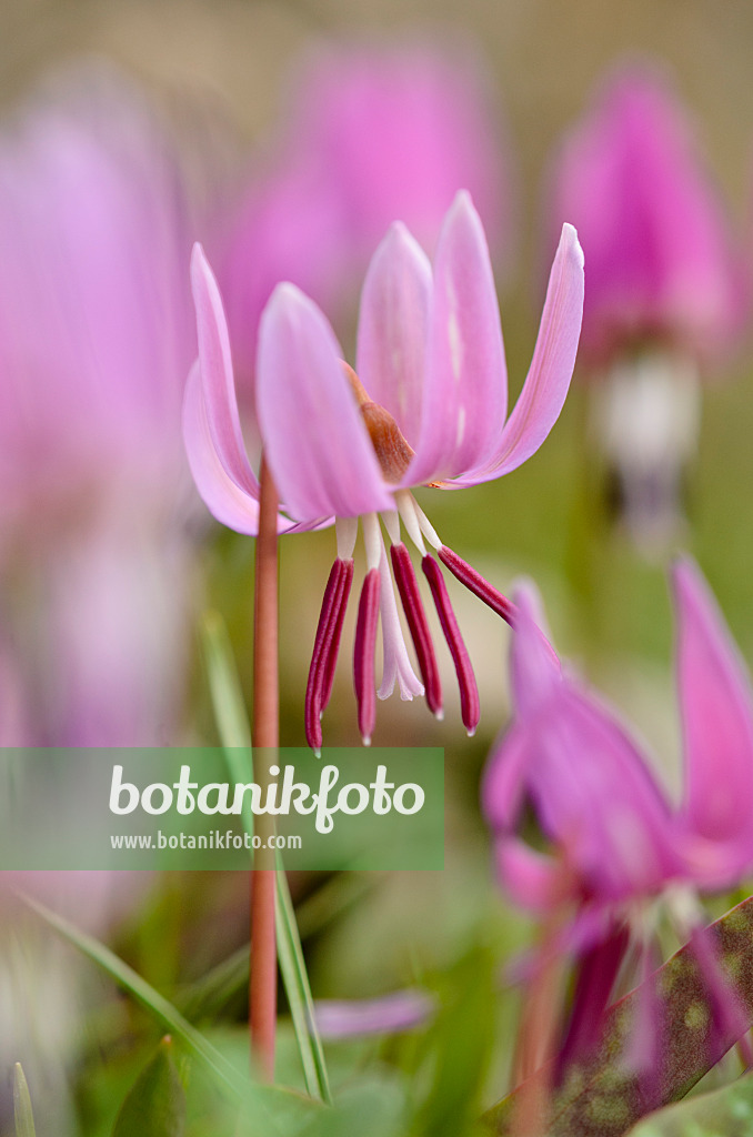 519036 - Dog's tooth violet (Erythronium dens-canis)