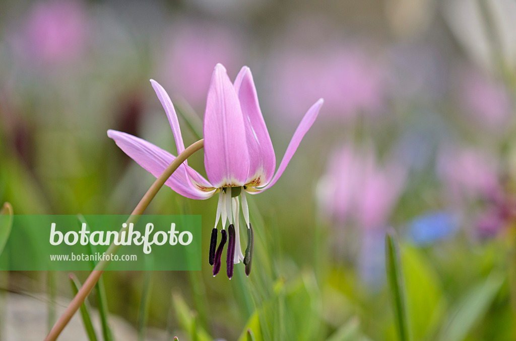 519037 - Dog's tooth violet (Erythronium dens-canis)