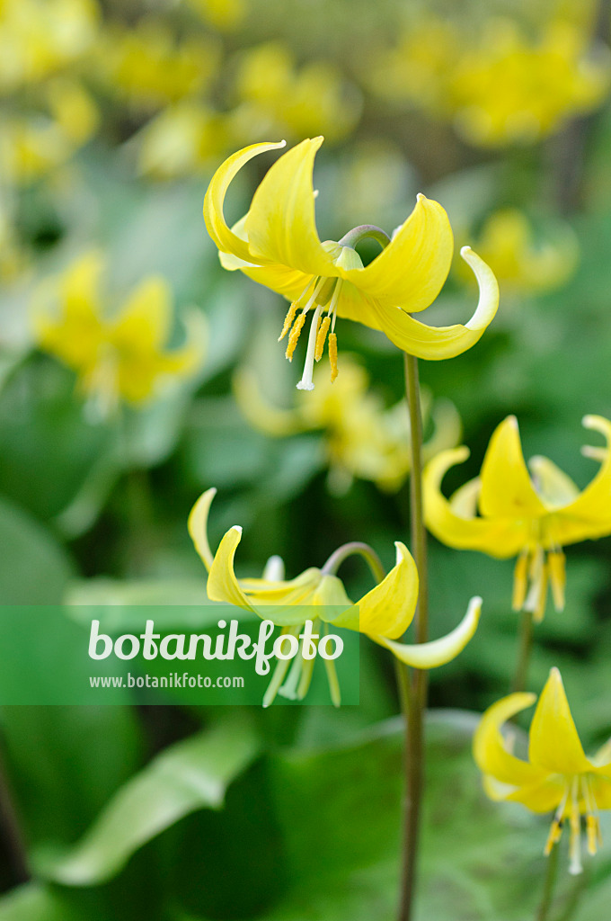 483311 - Dog's tooth violet (Erythronium Pagoda)