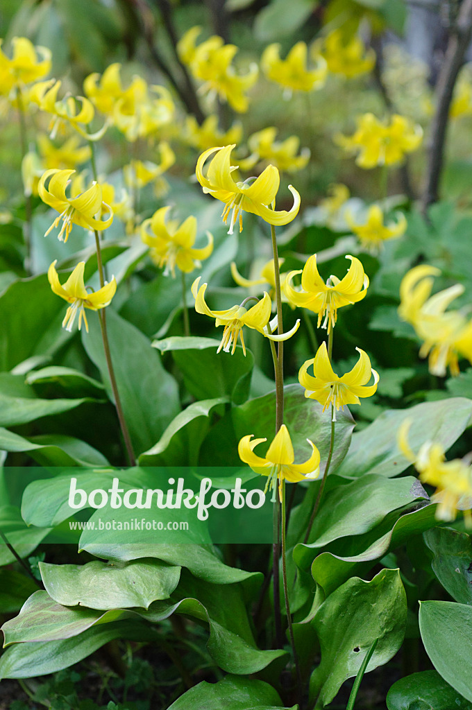 483312 - Dog's tooth violet (Erythronium Pagoda)