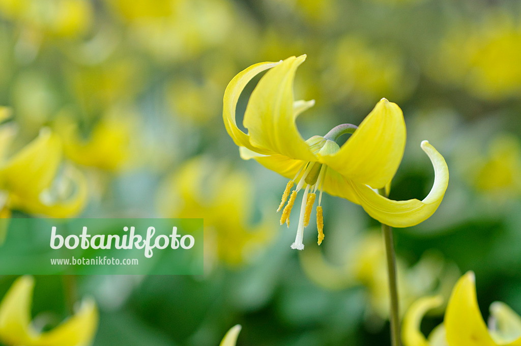 483313 - Dog's tooth violet (Erythronium Pagoda)