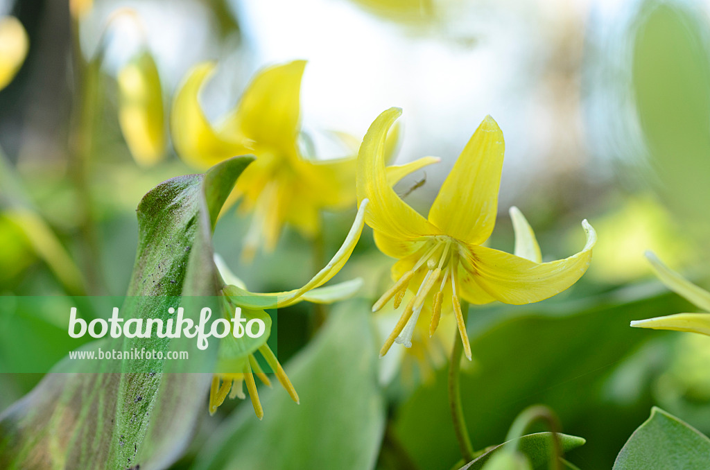 495132 - Dog's tooth violet (Erythronium Pagoda)