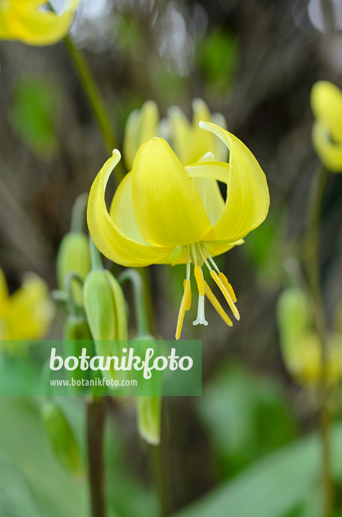 495213 - Dog's tooth violet (Erythronium Pagoda)