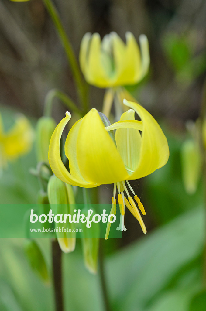 495214 - Dog's tooth violet (Erythronium Pagoda)