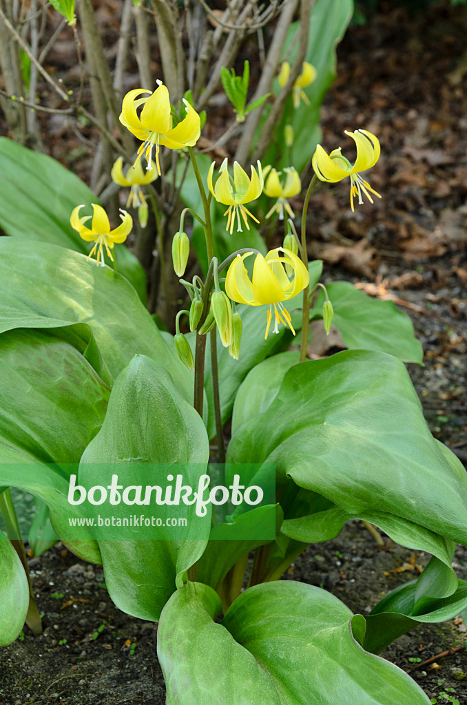 495215 - Dog's tooth violet (Erythronium Pagoda)