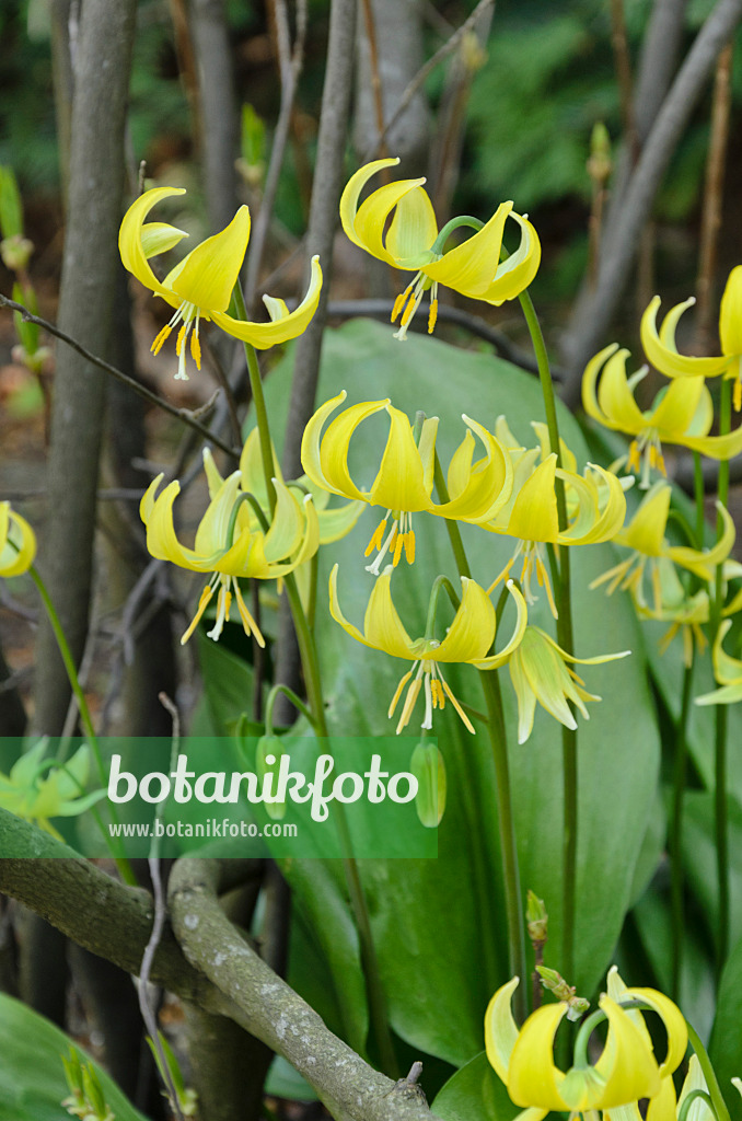 495216 - Dog's tooth violet (Erythronium Pagoda)