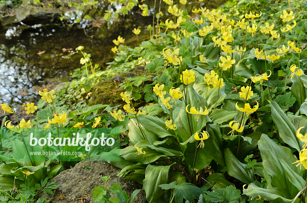 495250 - Dog's tooth violet (Erythronium Pagoda)