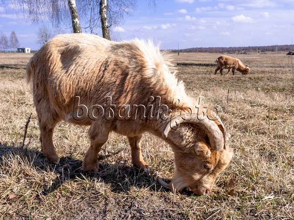 436104 - Domestic goat (Capra aegagrus hircus) eats on a large dry meadow