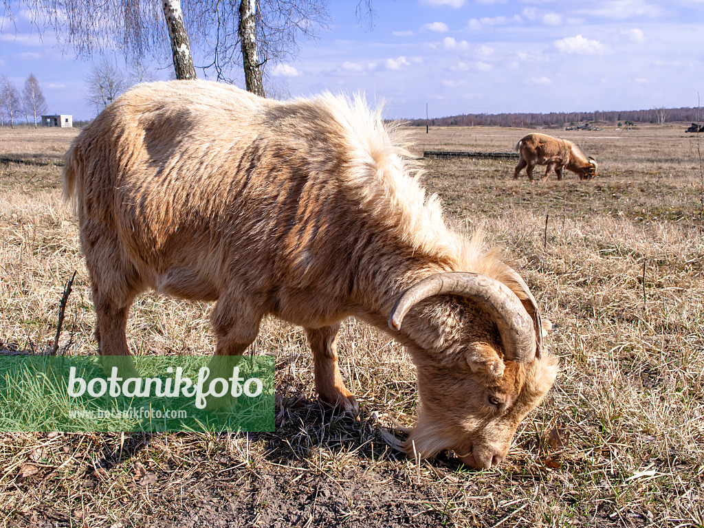 436104 - Domestic goat (Capra aegagrus hircus) eats on a large dry meadow