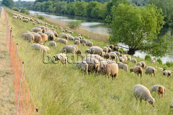 545041 - Domestic sheep (Ovis orientalis aries) on a dike, Lower Oder Valley National Park, Germany