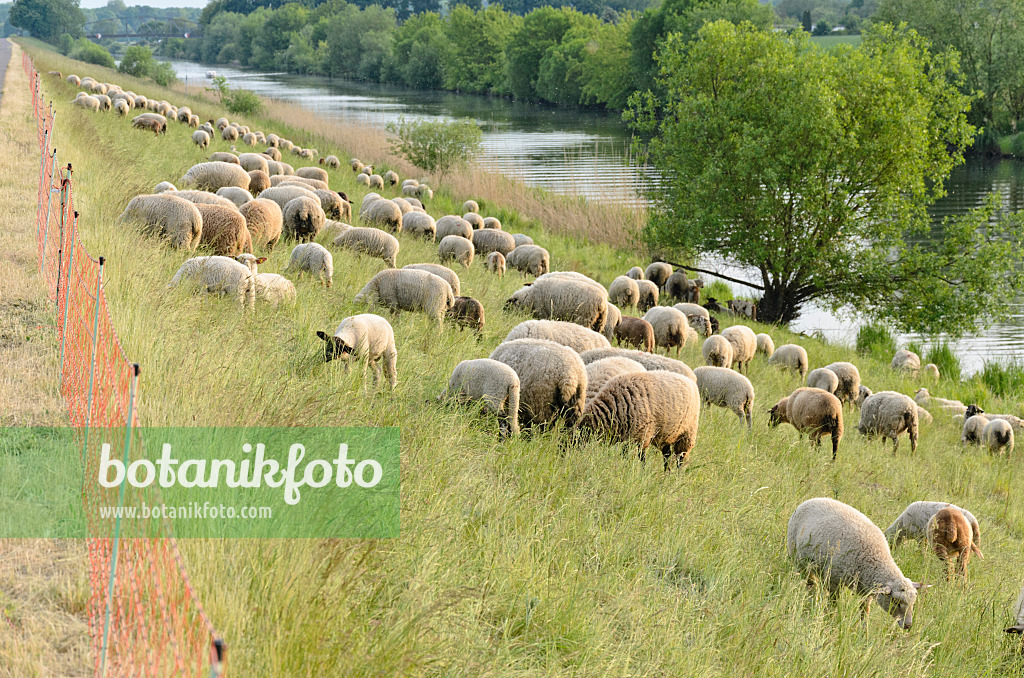 545041 - Domestic sheep (Ovis orientalis aries) on a dike, Lower Oder Valley National Park, Germany