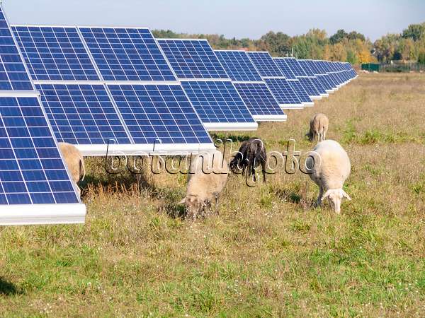 525227 - Domestic sheeps (Ovis orientalis aries) with solar power plant, Brandenburg, Germany