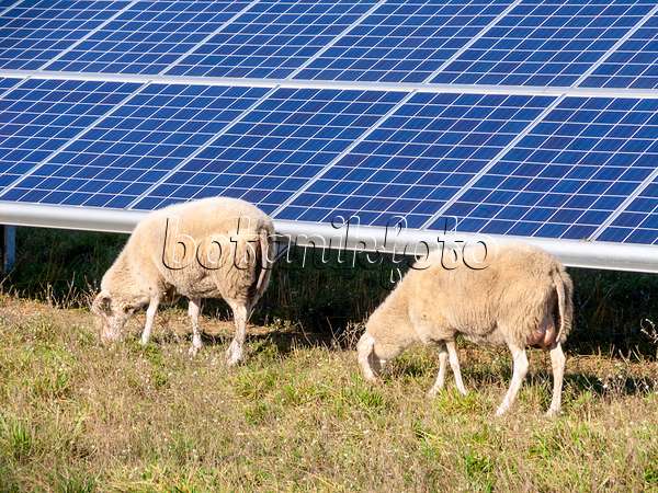 525228 - Domestic sheeps (Ovis orientalis aries) with solar power plant, Brandenburg, Germany