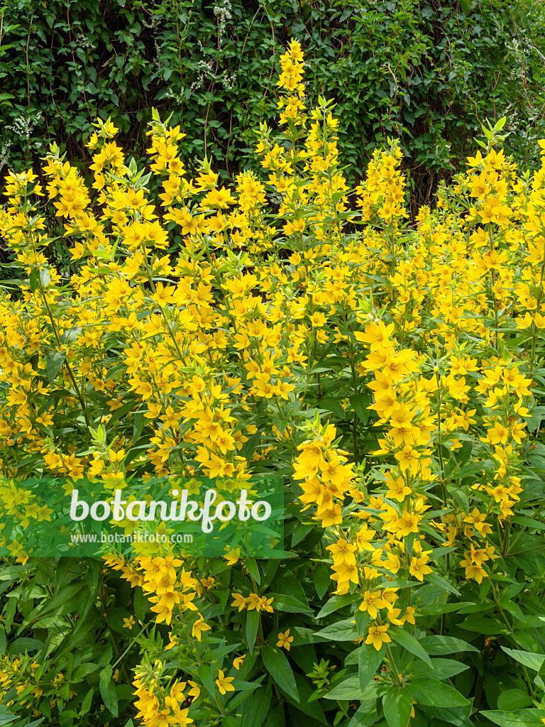 427061 - Dotted loosestrife (Lysimachia punctata)