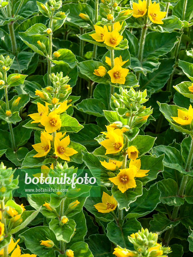 460158 - Dotted loosestrife (Lysimachia punctata)