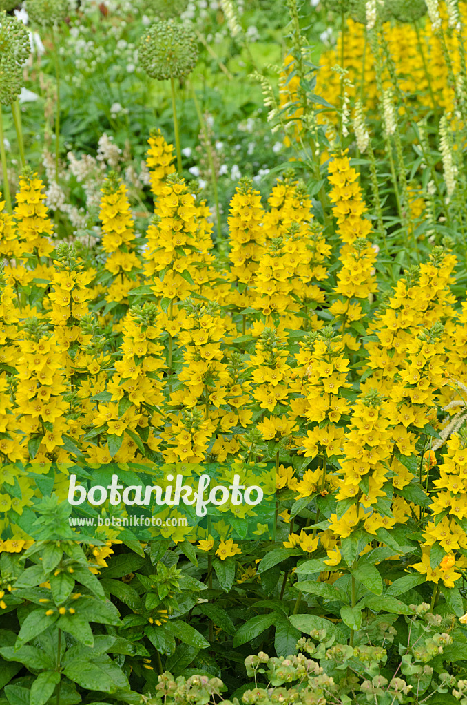 497083 - Dotted loosestrife (Lysimachia punctata)