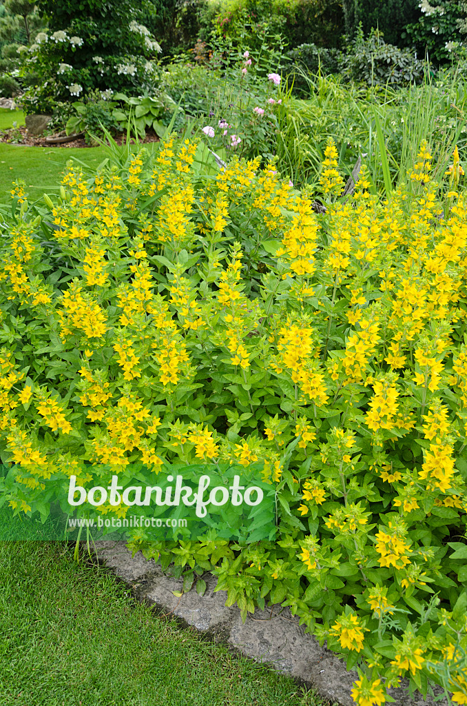 521076 - Dotted loosestrife (Lysimachia punctata)