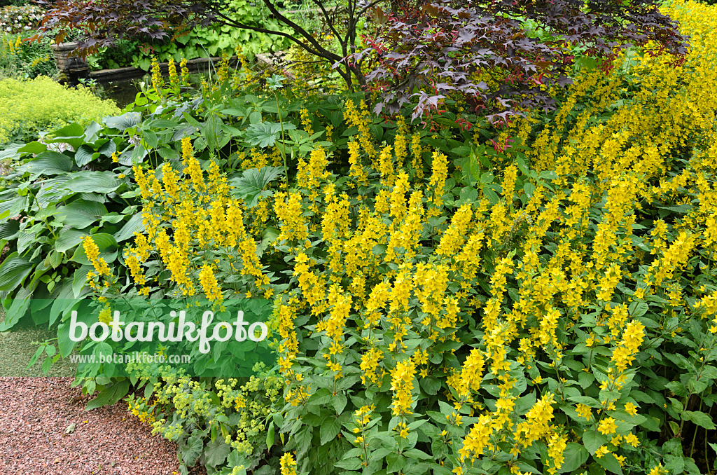 522005 - Dotted loosestrife (Lysimachia punctata)