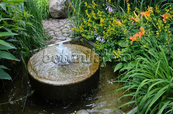 534188 - Dotted loosestrife (Lysimachia punctata) and day lilies (Hemerocallis) with fountain made of an old millstone