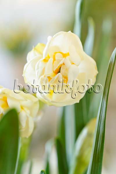 483178 - Double daffodil (Narcissus Bridal Crown)