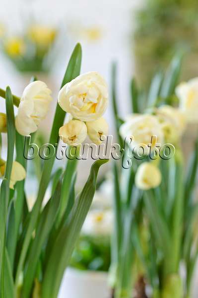 483179 - Double daffodil (Narcissus Bridal Crown)